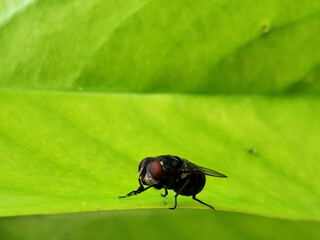 Flies with red eyes and thin wings landed on trees. This type is often seen flying in kitchens and...