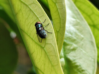 Flies with red eyes and thin wings landed on trees. This type is often seen flying in kitchens and...