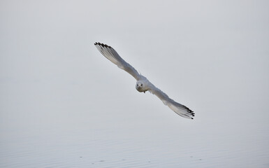 Mouette