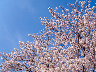 満開の桜と青空