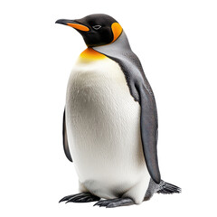 Fototapeta premium Penguin isolated on transparent background, PNG