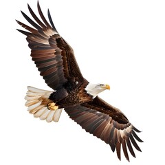 Obraz premium Majestic Bald Eagle Soaring with Outstretched Wings in Flight