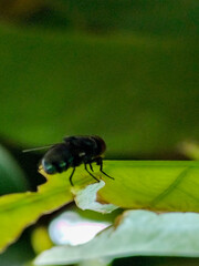Flies with red eyes and thin wings landed on trees. This type is often seen flying in kitchens and trash cans.