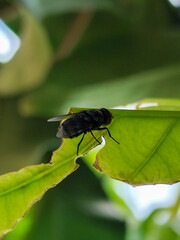 Flies with red eyes and thin wings landed on trees. This type is often seen flying in kitchens and trash cans.