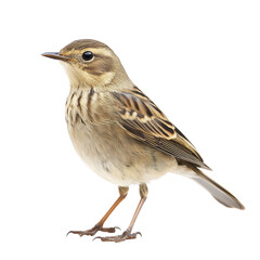 Fototapeta premium Pipit isolated on transparent background, PNG