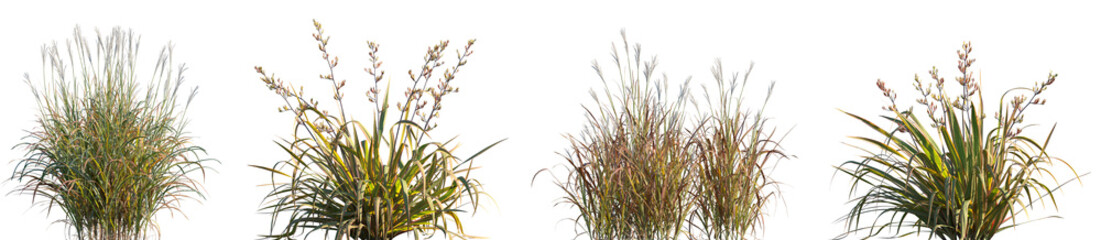 Set of Miscanthus purpurascens and Phormium cookianum tricol frontal grass isolated png on a...