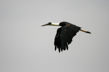 The Asian woolly-necked stork (Ciconia episcopus) is a large waterbird that inhabits freshwater marshes and agricultural areas in Asian forests. It feeds primarily on amphibians, reptiles and insects.