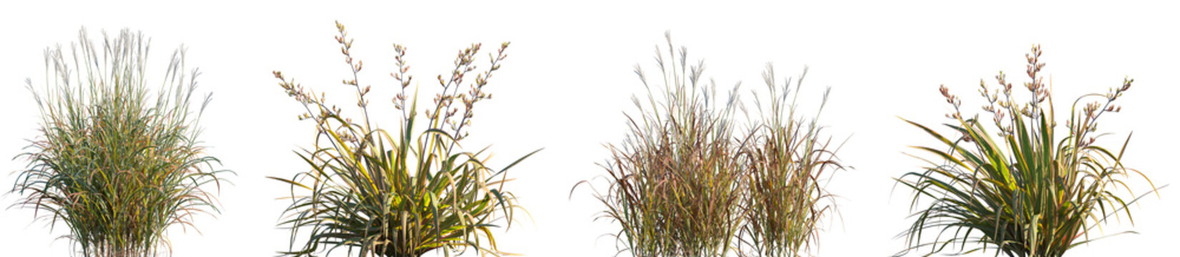 Fototapeta Set of Miscanthus purpurascens and Phormium cookianum tricol frontal grass isolated png on a transparent background perfectly cutout high resolution