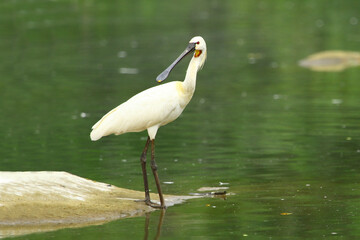 The eurasian spoonbill (Platalea leucorodia) lives in very large wetlands such as flooded lands, rivers and marshes. It feeds mainly on insects, small fish and tadpoles.