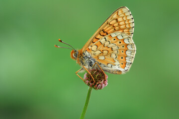 Macro footage of orange butterfly collecting nectar from flowers with its long proboscis.