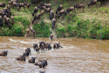 Wildebeest crossing the Mara river in Serengeti national park, Tanzania. Great migration