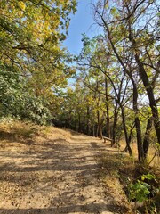 Forest trail with autumn foliage and a wooden bench