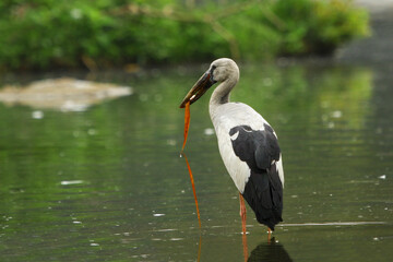 Asian openbills are native to the eastern biogeographic region and are found mostly in parts of India, Sri Lanka and Indochina. They inhabit wetlands such as flooded fields and shallow marshes.