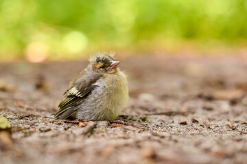Fluffy young bird sits peacefully on the forest floor, bathed in warm sunlight. Serene natural setting highlights tranquility and innocence of wildlife in its natural habitat