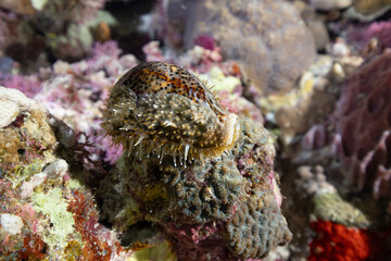 Ciprea tigrata, Cypraea tigris, con il mantello estroflesso sulla conchiglia