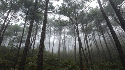 Naklejka premium Misty forest with tall trees and dense fog