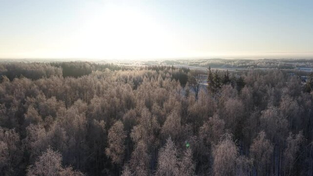Scenic aerial view of a winter forest covered in frost with soft morning sunlight illuminating the trees.