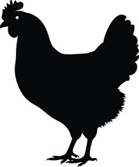 An illustration of a chicken standing silhouette on a white background, rooster isolated on white background