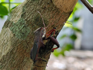 Walang Sangit (Leptcorisa Oratorius). Walang Sangit is a plant pest insect. Rice plants attacked by this pest will produce poor quality rice, as a result the rice becomes chalky and changes color.