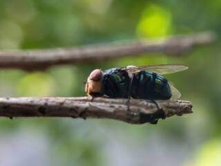 Flies with red eyes and thin wings landed on trees. This type is often seen flying in kitchens and trash cans.
