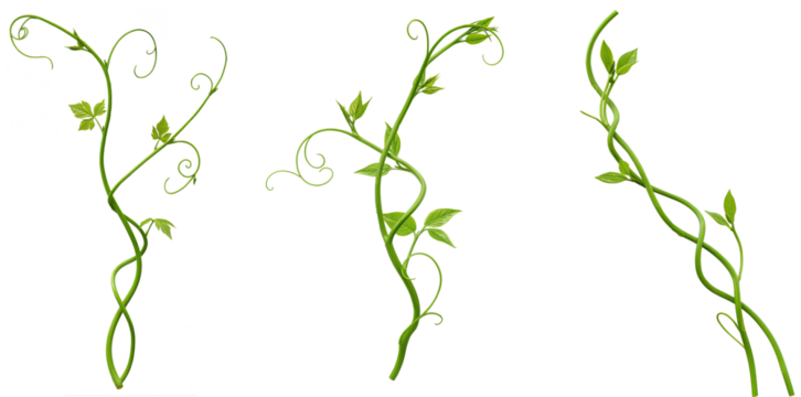 Set of green twisted root from Javanese tree vine or grape ivy (Cissus spp.), a jungle vine and hanging ivy plant bush foliage, isolated on a white background with a clipping path.
