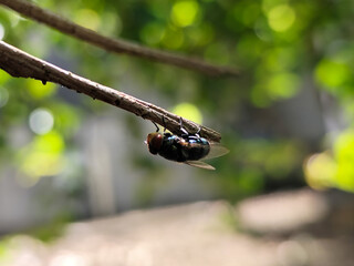 Flies with red eyes and thin wings landed on trees. This type is often seen flying in kitchens and trash cans.