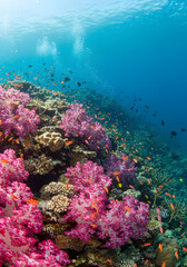 Naklejka premium coral reef