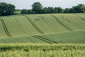 Vibrant green wheat covers rolling hills with distinctive tractor tracks cutting across. These parallel lines follow the terrain, creating rhythmic patterns in the young crop field.