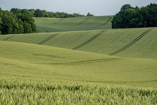 Vibrant green wheat covers rolling hills with distinctive tractor tracks cutting across. These parallel lines follow the terrain, creating rhythmic patterns in the young crop field.