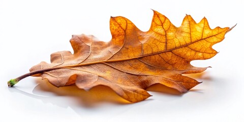 Obraz premium Macro Photo of Dry Oak Leaf Falling Isolated on White Background