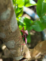 Walang Sangit (Leptcorisa Oratorius). Walang Sangit is a plant pest insect. Rice plants attacked by this pest will produce poor quality rice, as a result the rice becomes chalky and changes color.