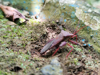 Walang Sangit (Leptcorisa Oratorius). Walang Sangit is a plant pest insect. Rice plants attacked by this pest will produce poor quality rice, as a result the rice becomes chalky and changes color.