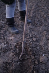 Gardening enthusiast working in an earthy garden soil bed using a hand tool during the early evening