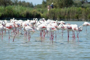 group of flamingos