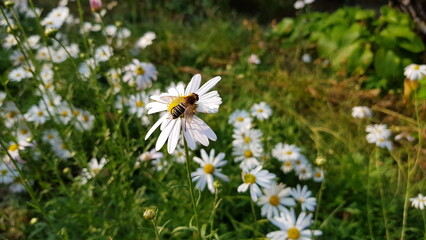 daisies with bee