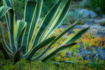 close up of green plant