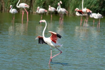flamingos in the water