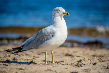 seagull on the beach