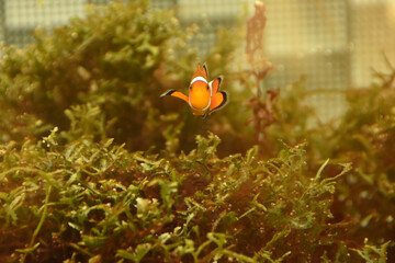 水槽の中を気持ちよさそうに泳ぐカクレクマノミ