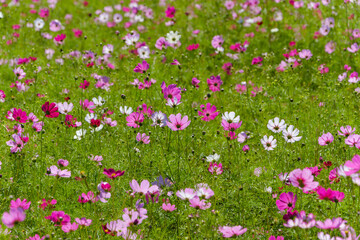 コスモスの花畑