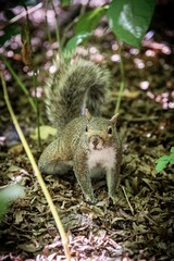 squirrel in the park