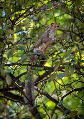 squirrel in green tree