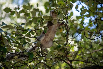 squirrel in green tree