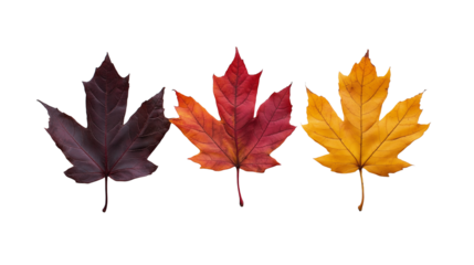 Three autumn maple leaves isolated on transparent background