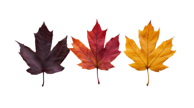 Three autumn maple leaves isolated on transparent background