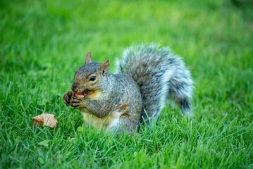 Naklejka premium squirrel eating nut