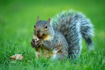squirrel eating nut