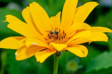 Fly on a yellow sunflower flower.