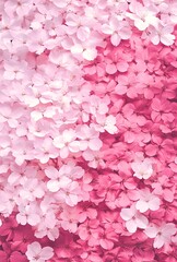Obraz premium Delicate Pink and Rose Blossoms Flower Background