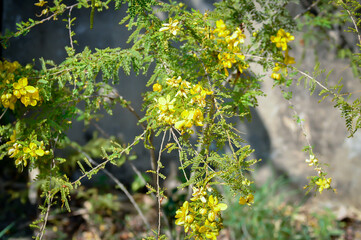 cassod tree , Fabales or FABACEAE ,LEGUMINOSAE or Cassiinae or Senna.or Senna siamea Lam plant and flower